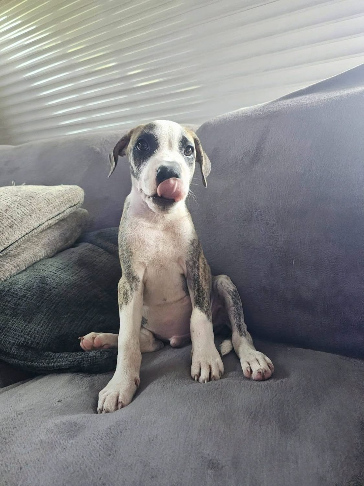 Adoption Sunrise