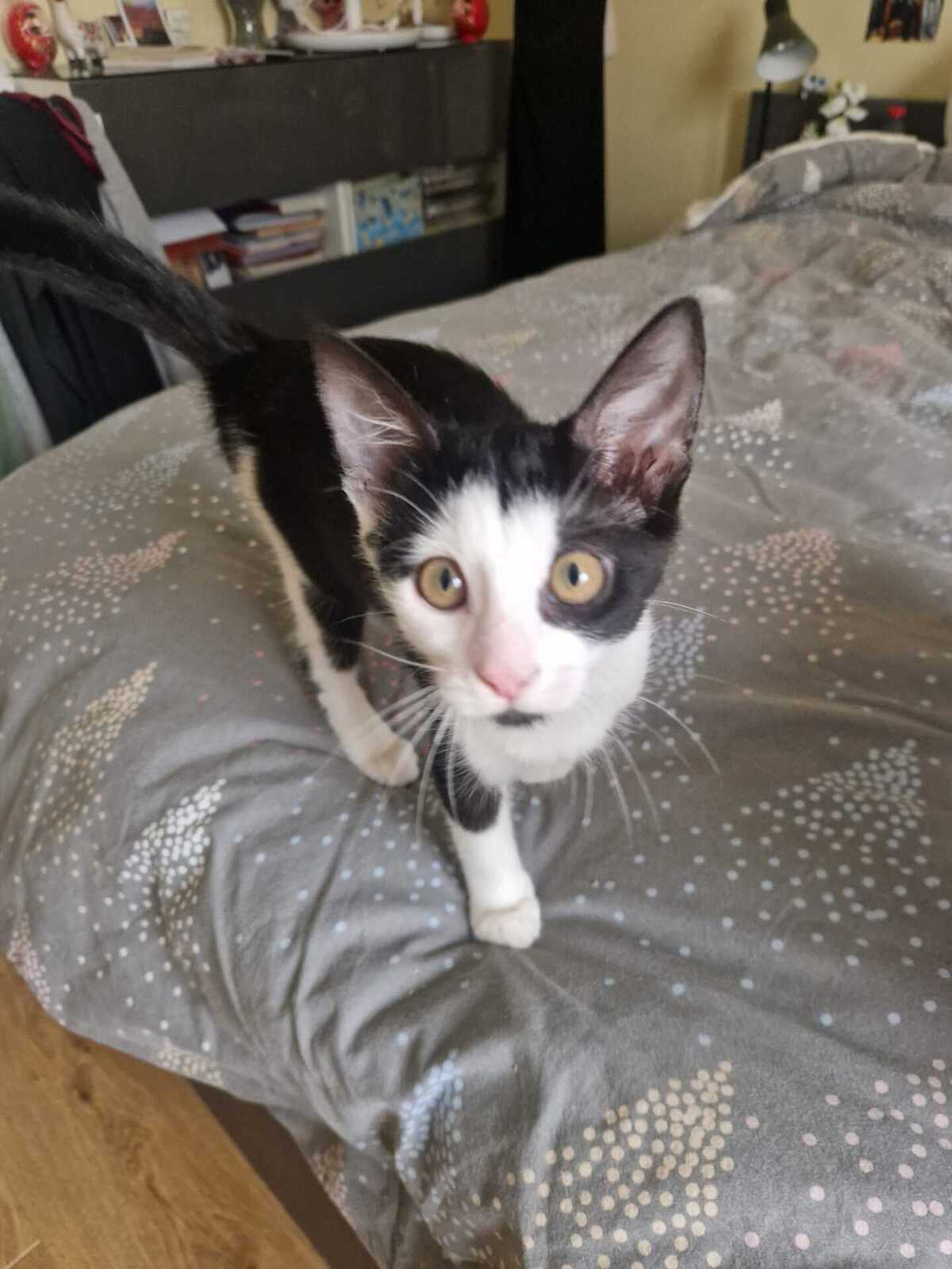 Adoption Léa
