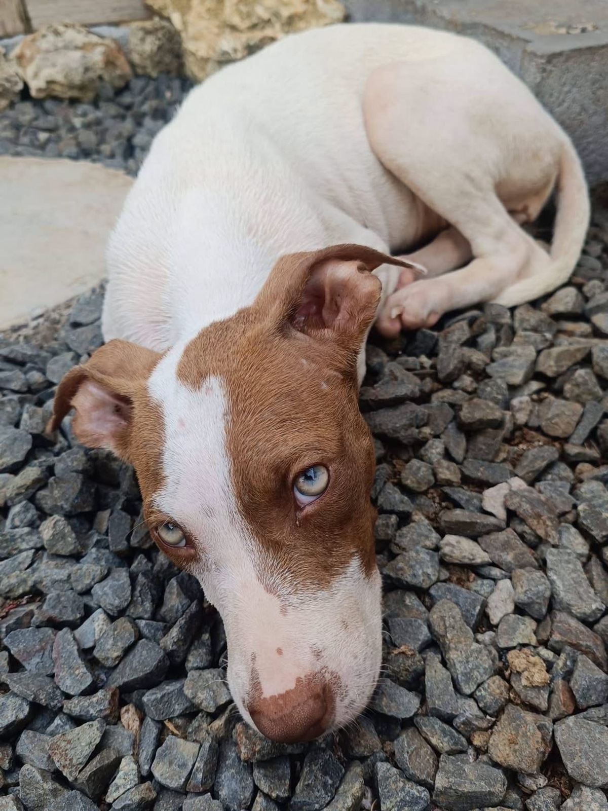 Adoption Bulle