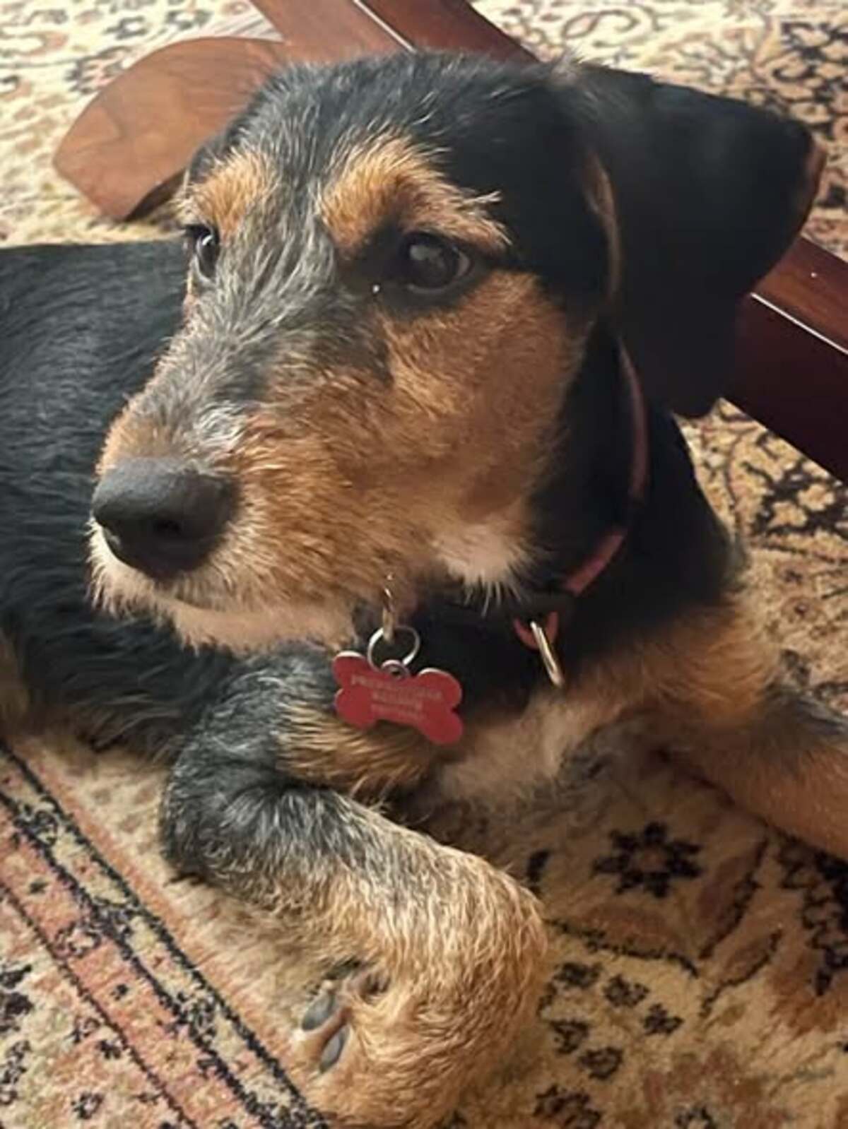 Adoption Belyne