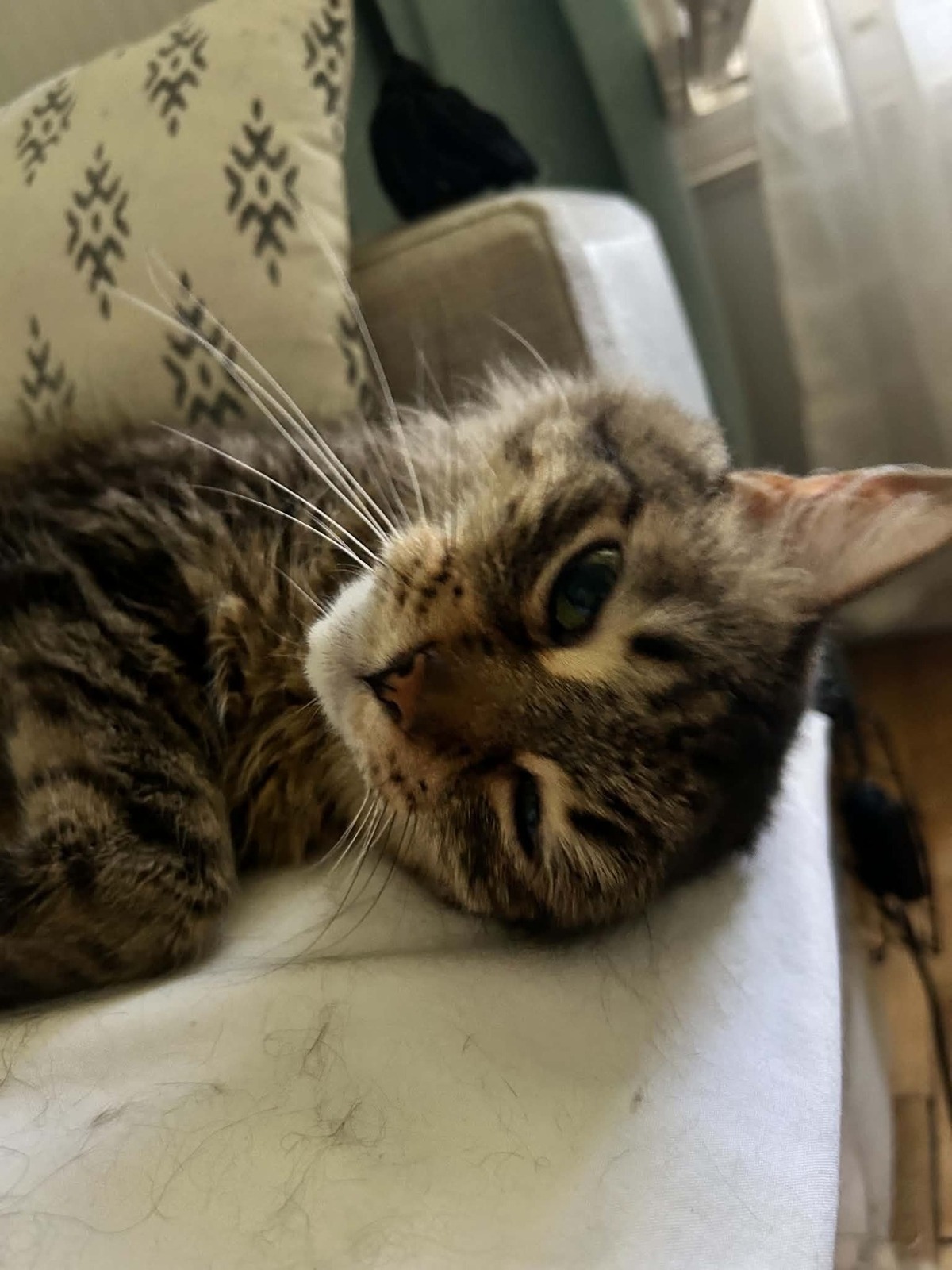 Adoption Sally