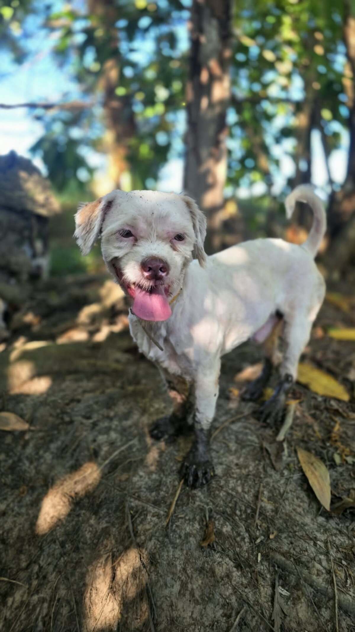 Adoption Snow