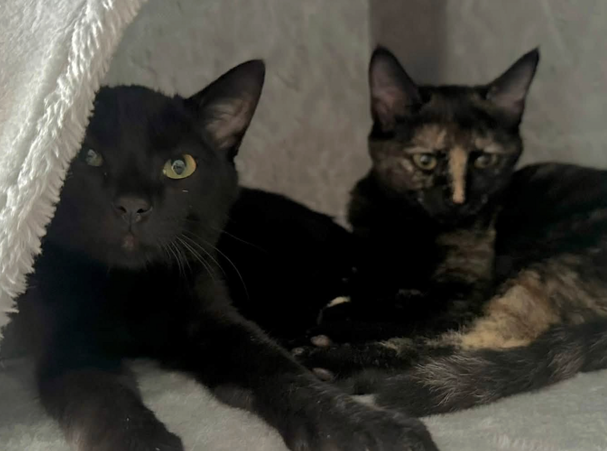 Adoption JASMIN ET MARGUERITE