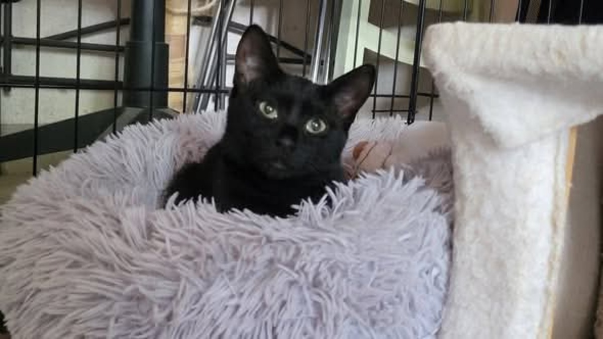 Adoption Arobase