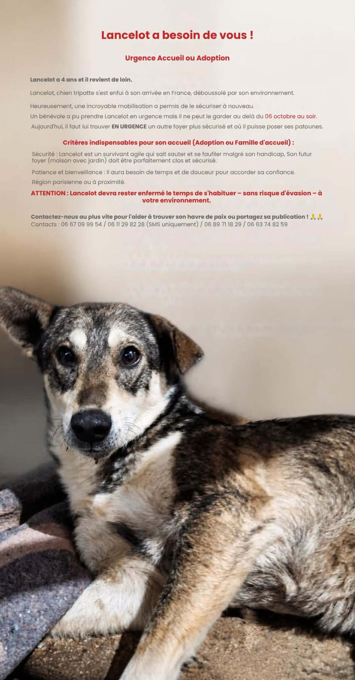Adoption Lancelot