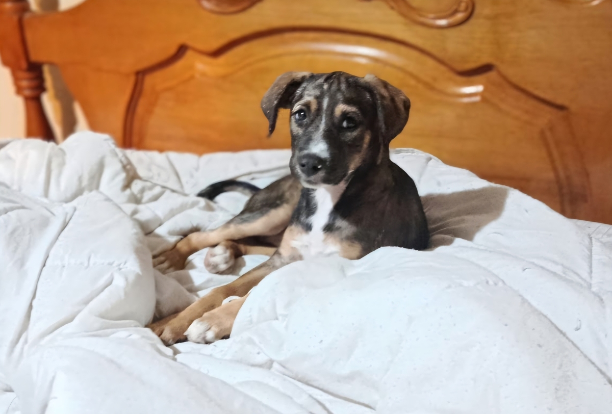 Adoption Zanah
