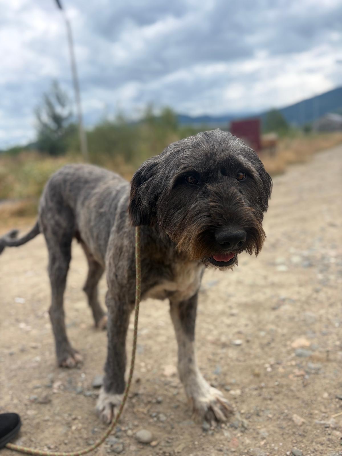Adoption WINONA