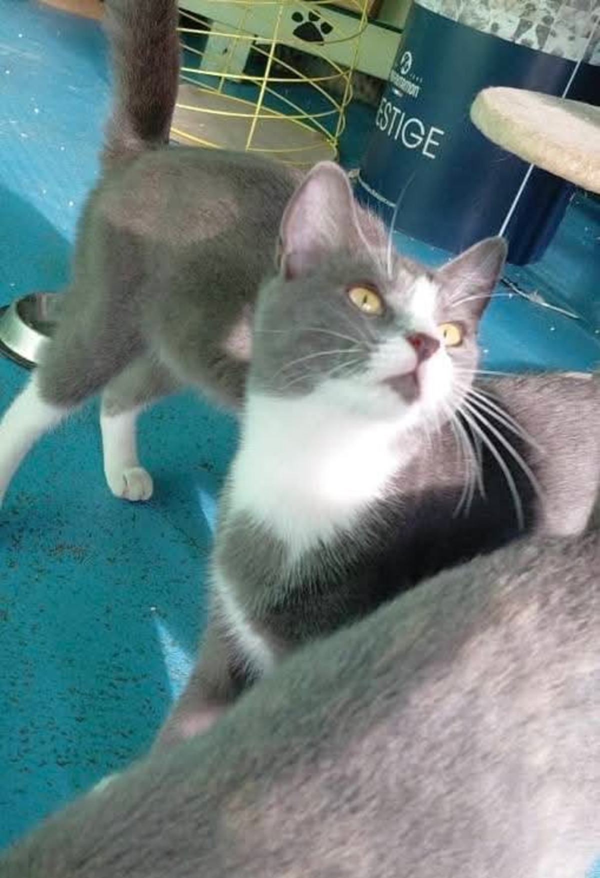 Adoption Gary