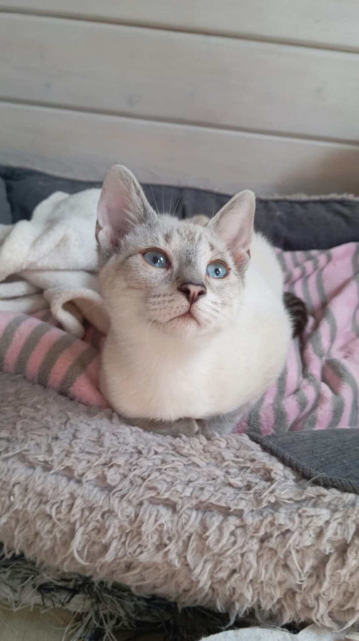 Adoption CHAÏ