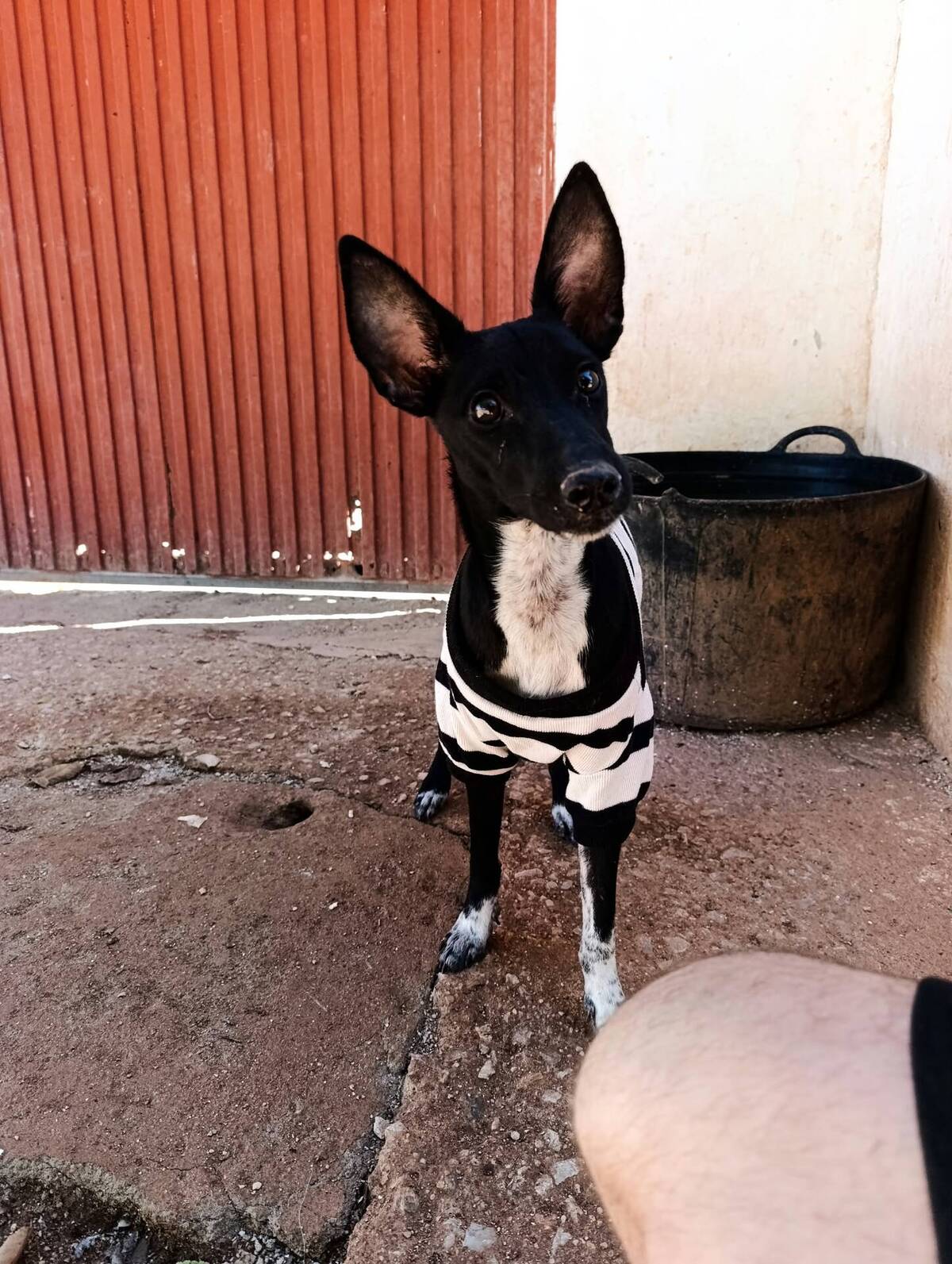 Adoption Dark