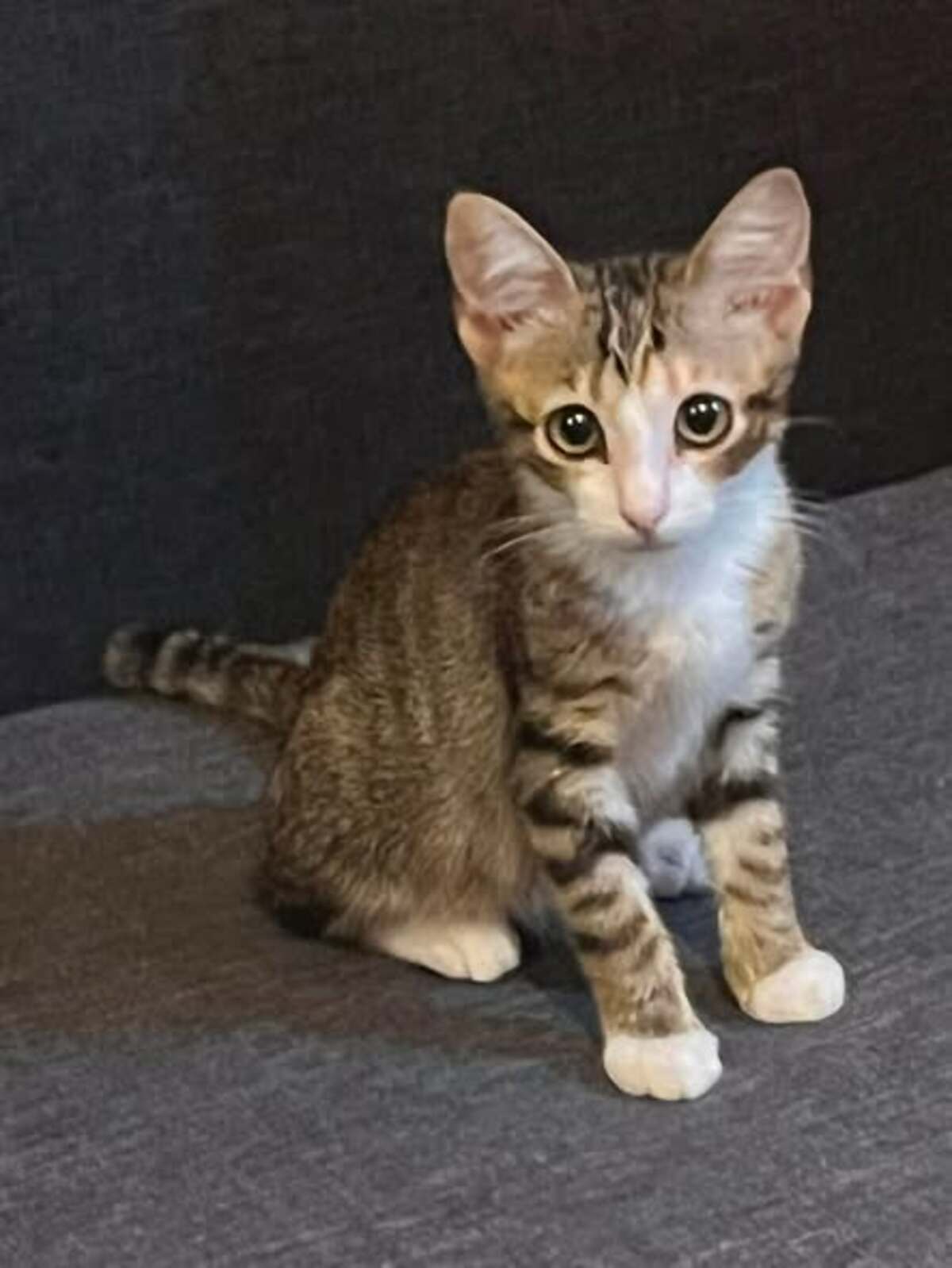 Adoption Thelma
