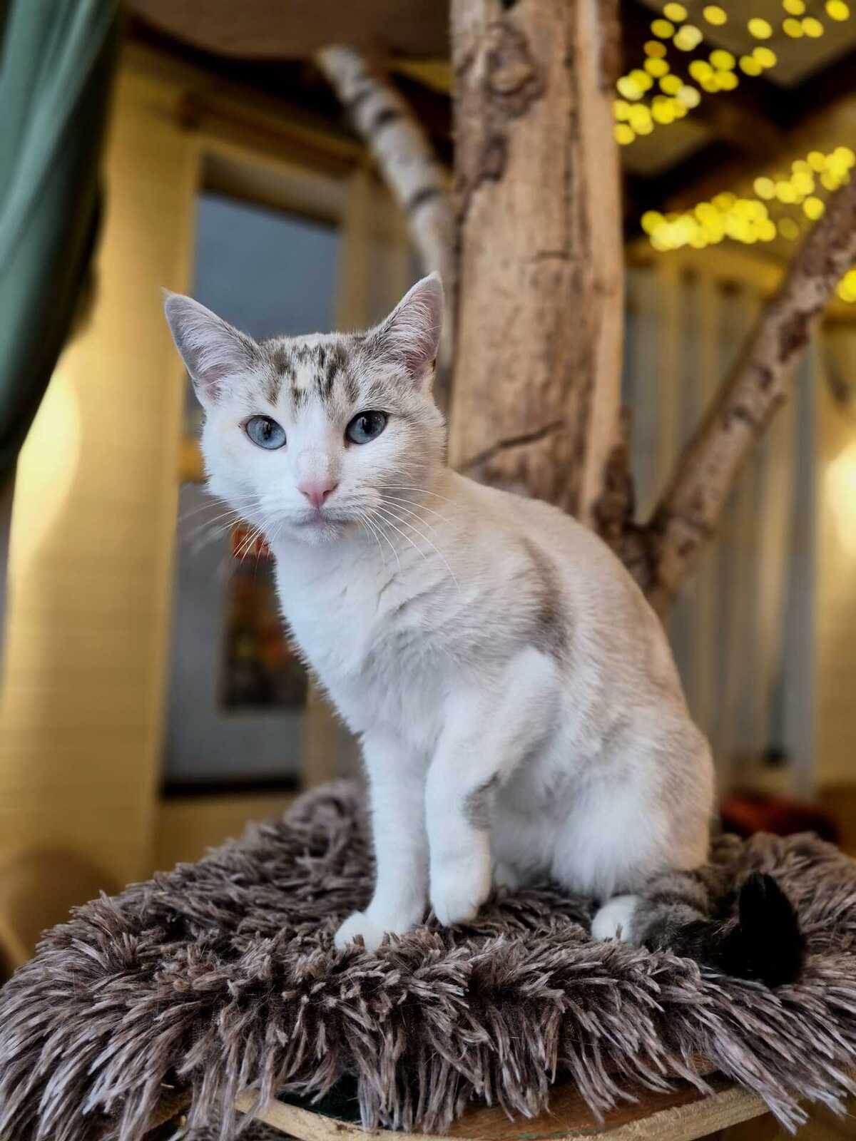 Adoption Eowine