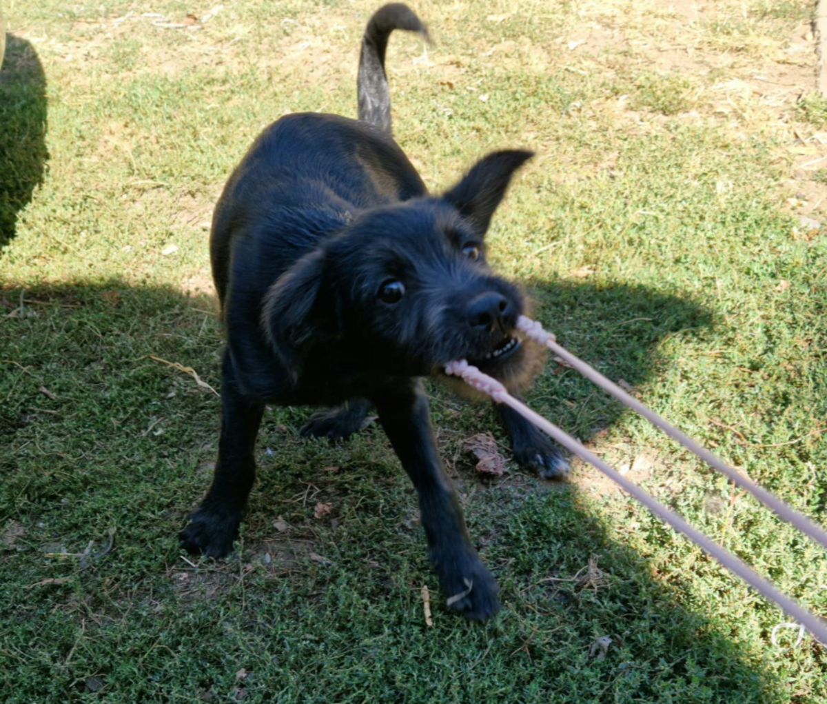 Adoption Lisho