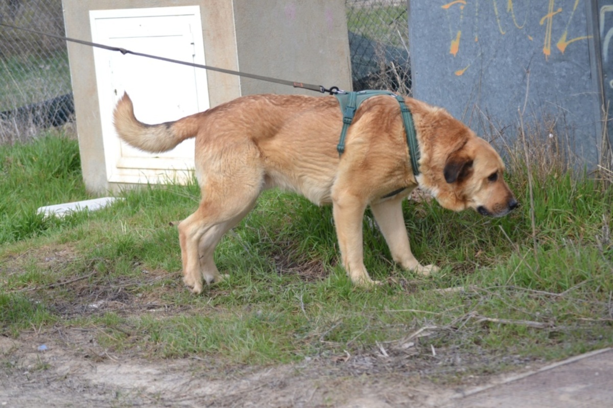 Adoption TAO