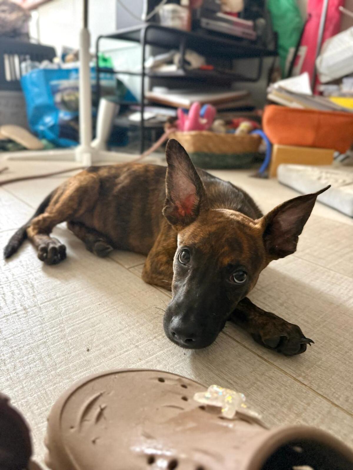 Adoption Syrius
