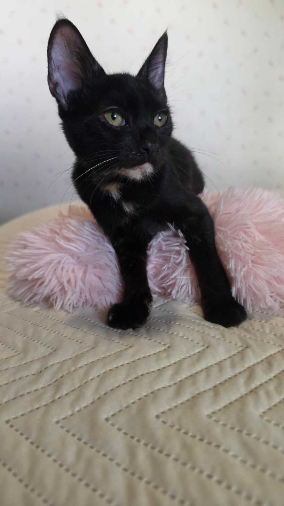 Adoption Felicia