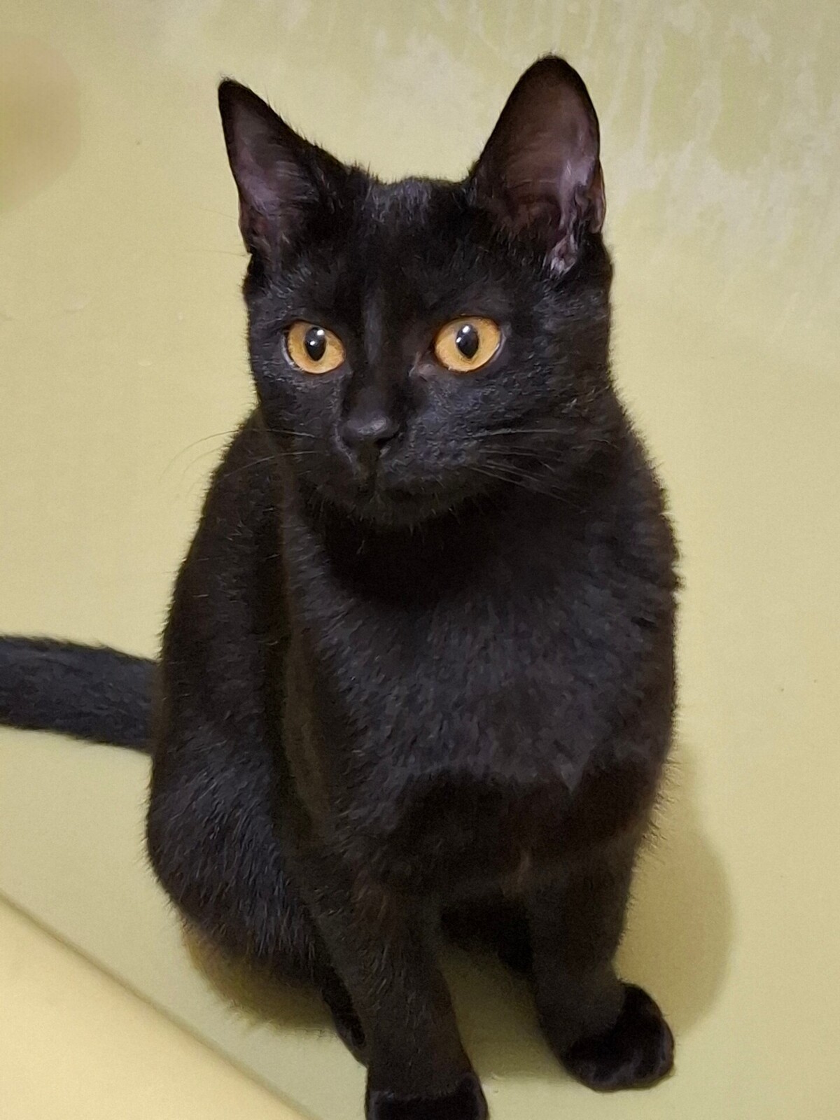 Adoption Beetlejuice