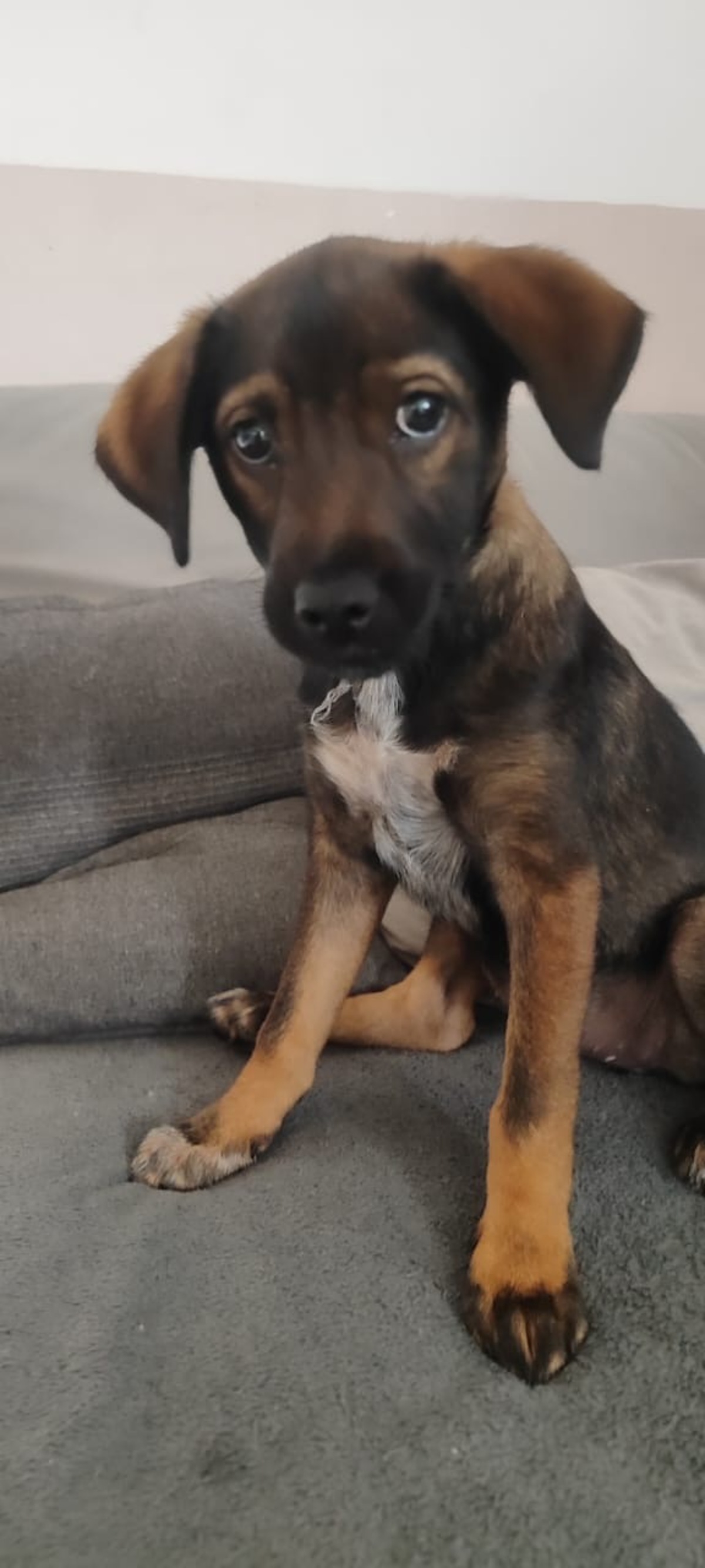 Adoption Nova