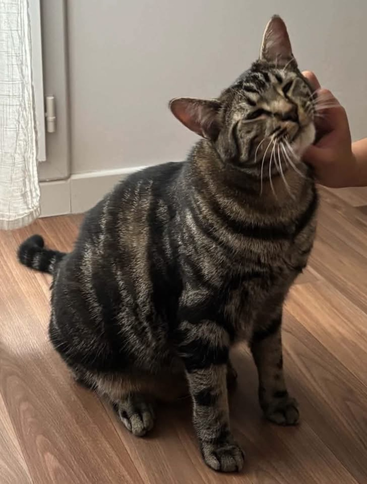 Adoption Qita