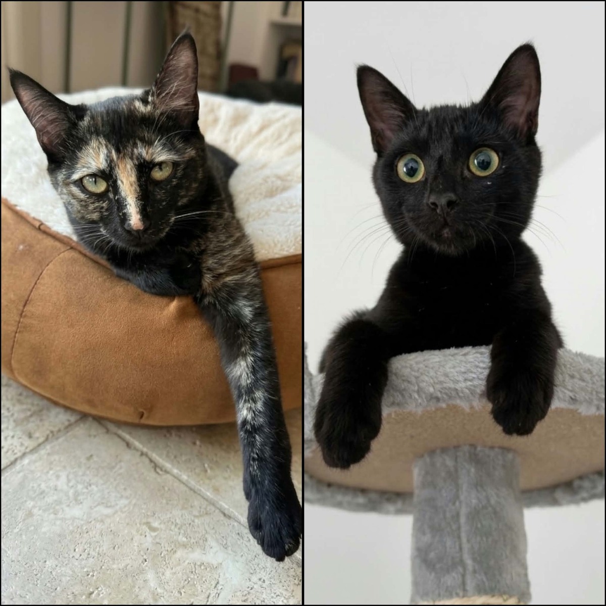 Adoption Jasmin et Marguerite