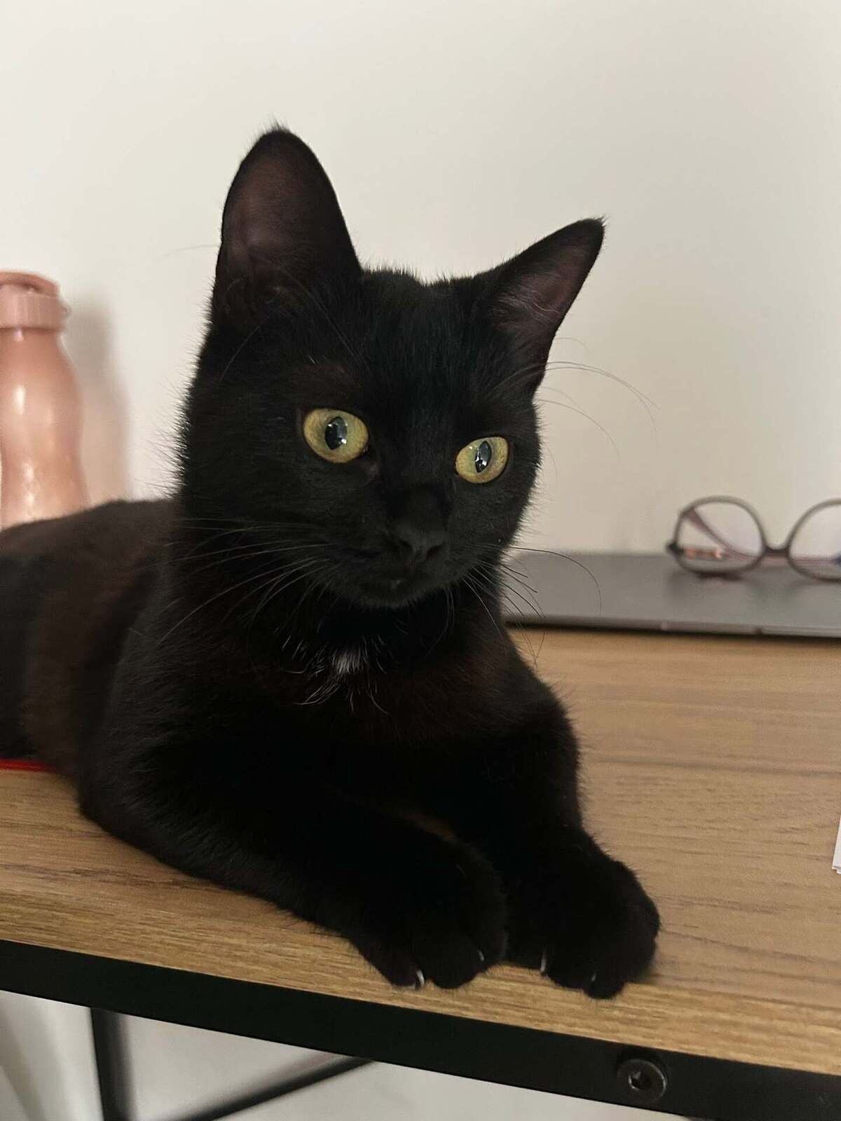 Adoption K-Sounette