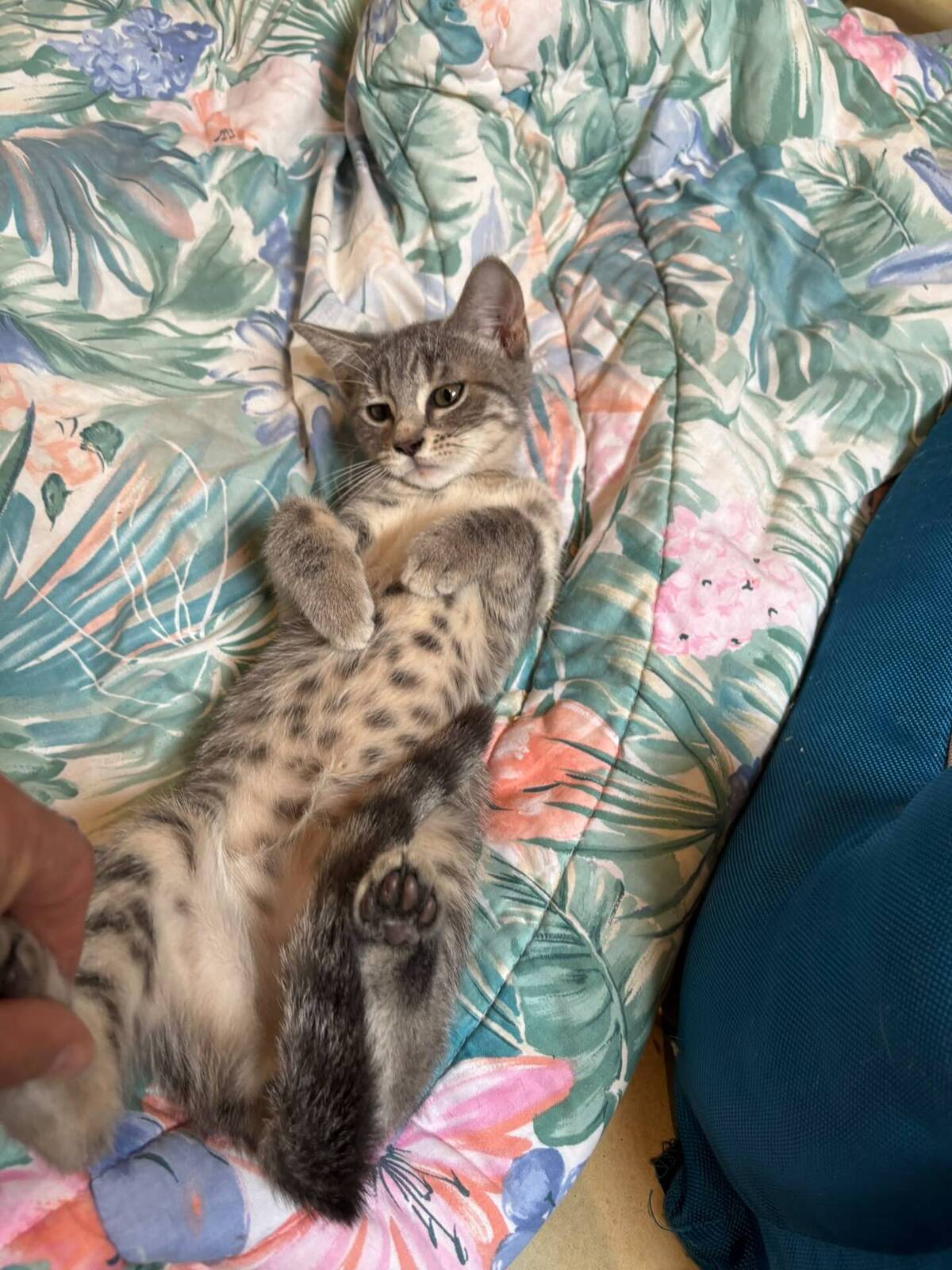 Adoption Kimi