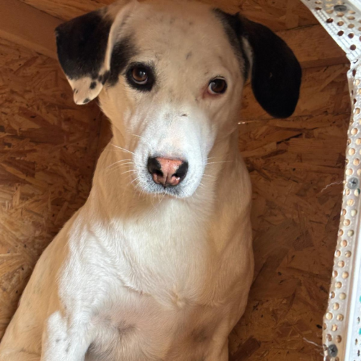 Adoption Ula