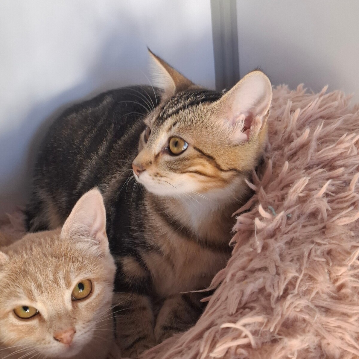 Adoption Brak