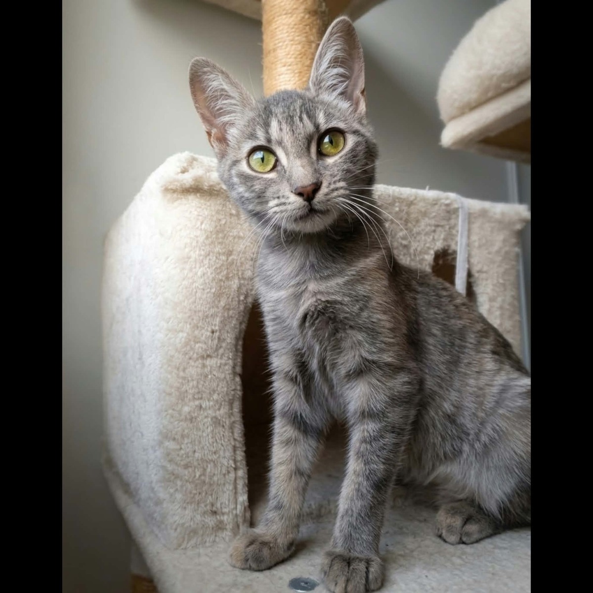 Adoption Pomponette