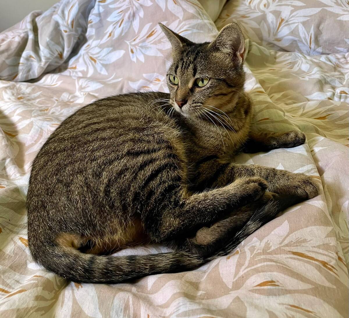 Adoption Lousty 