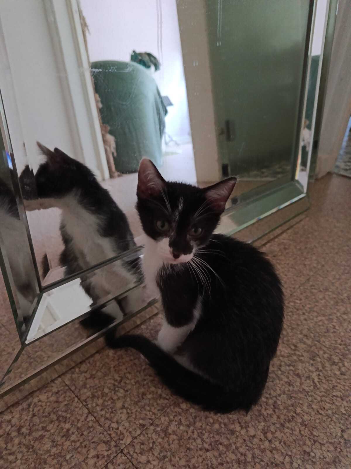 Adoption Délizia