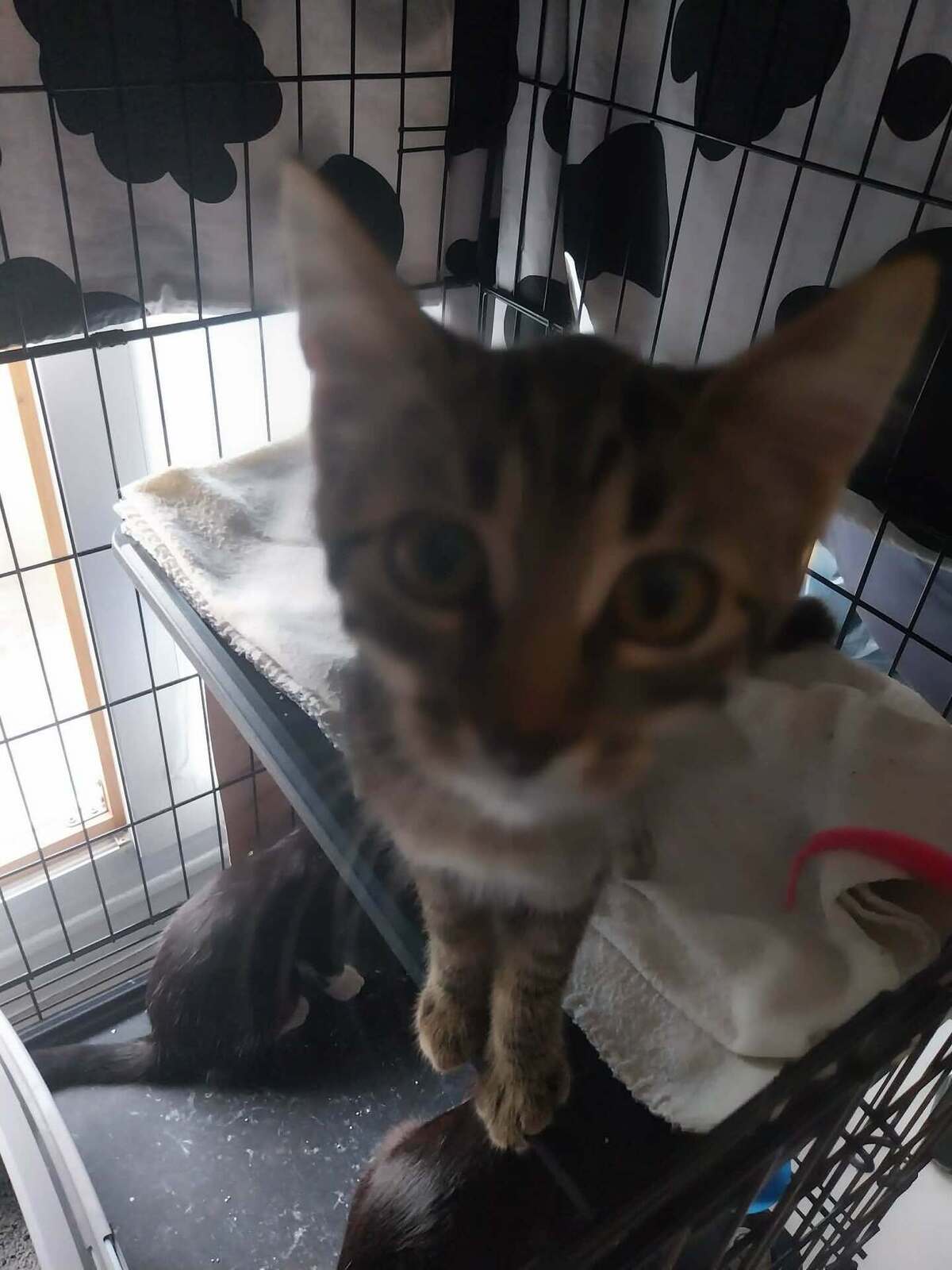 Adoption Biscuit
