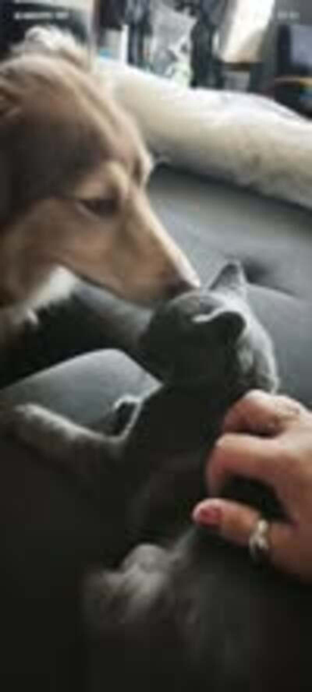 Adoption Blitz