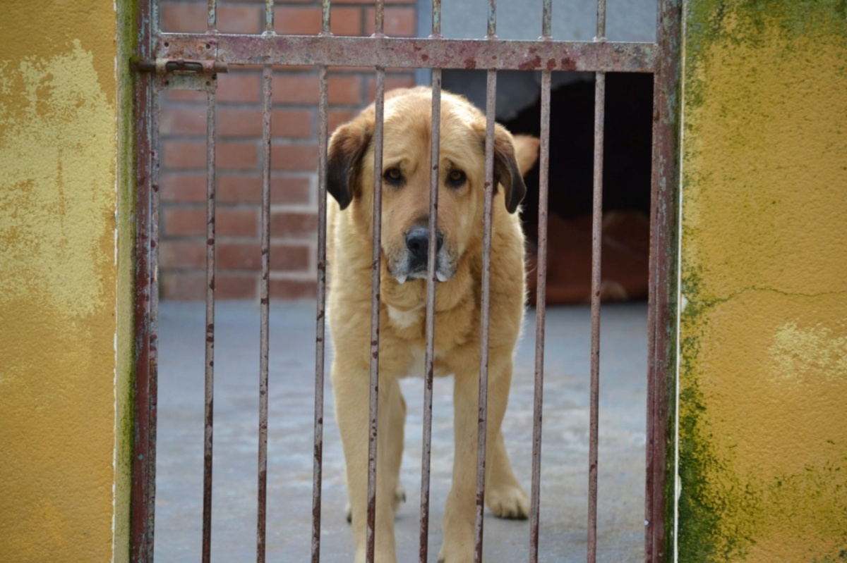 Adoption TAO