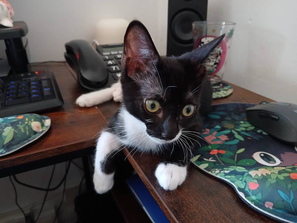 Adoption Bandit