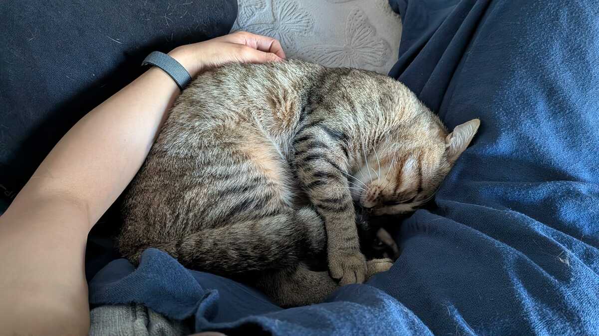 Adoption Sweety