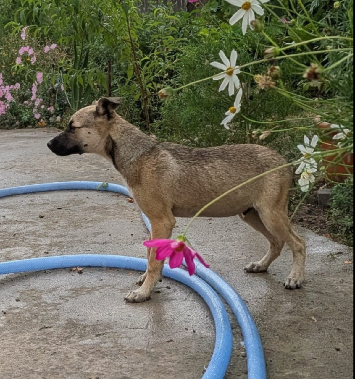 Adoption Andrie