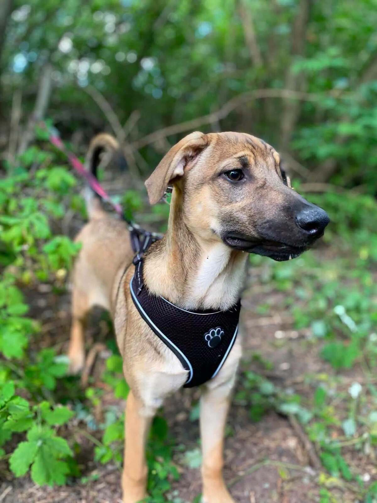 Adoption Larson
