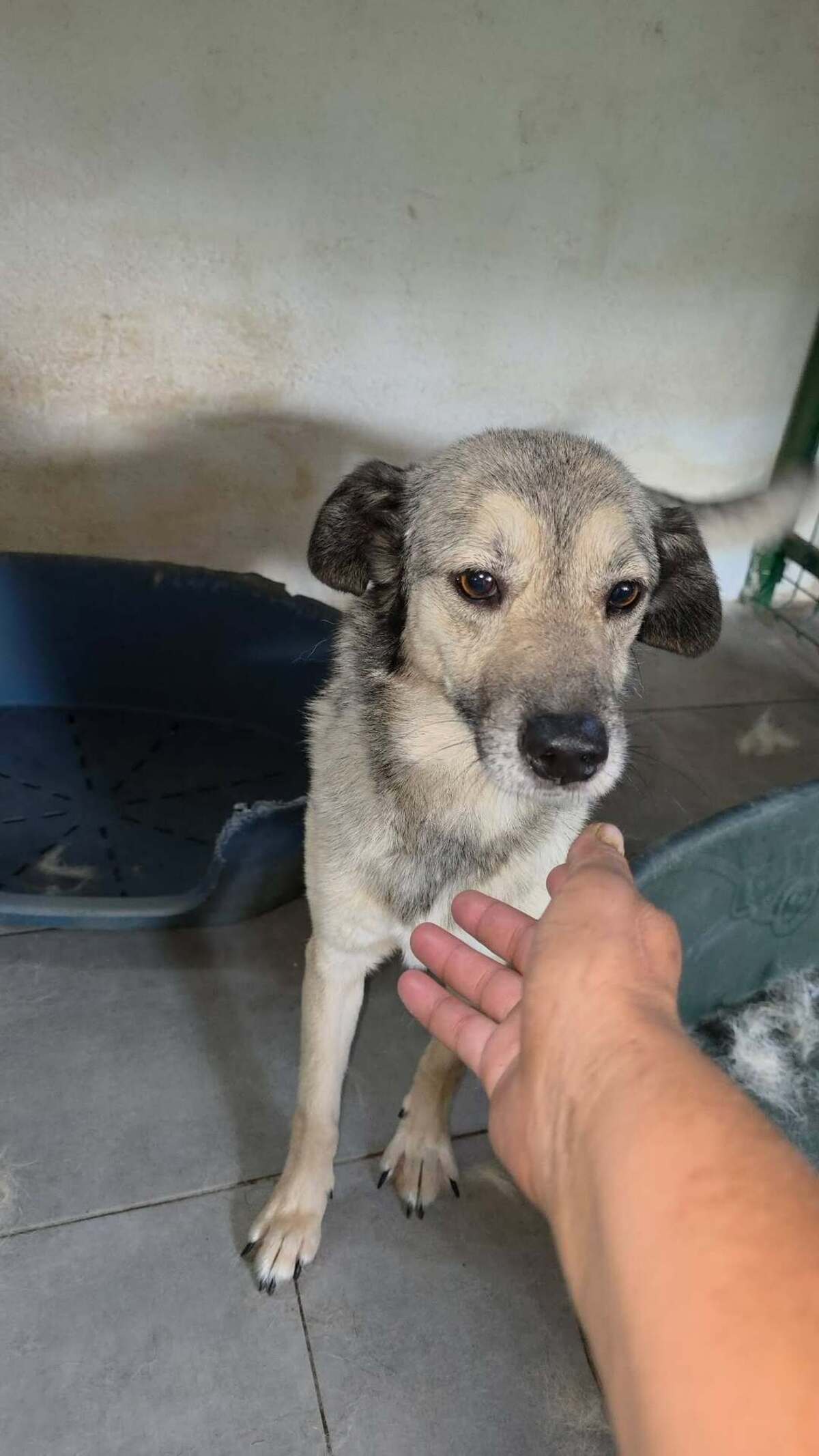 Adoption Surica
