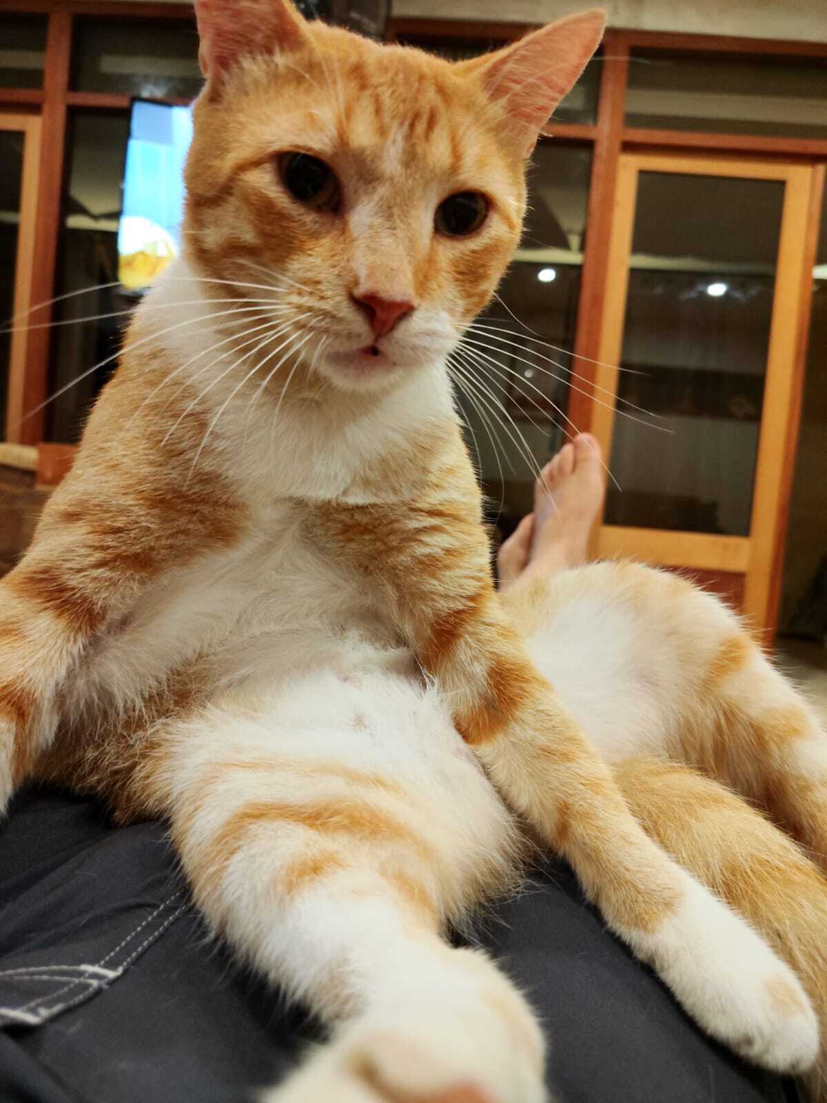 Adoption Jimmy