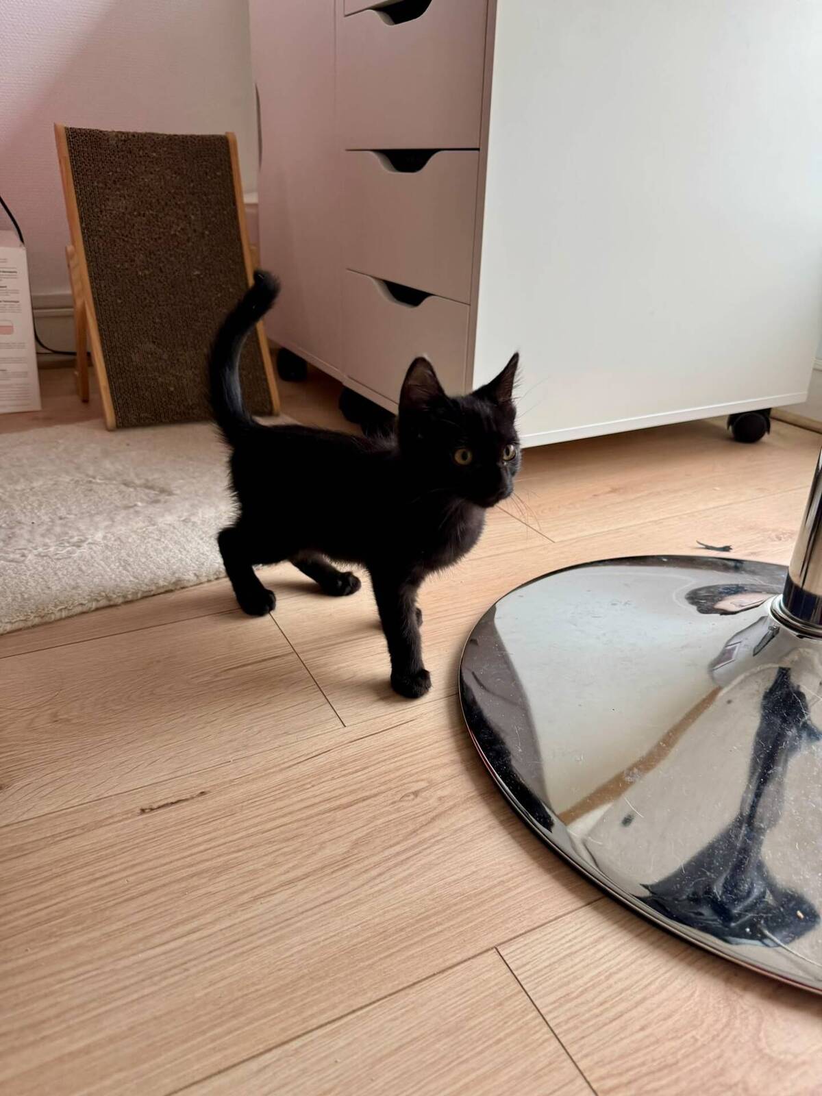 Adoption Miso 2 Mois
