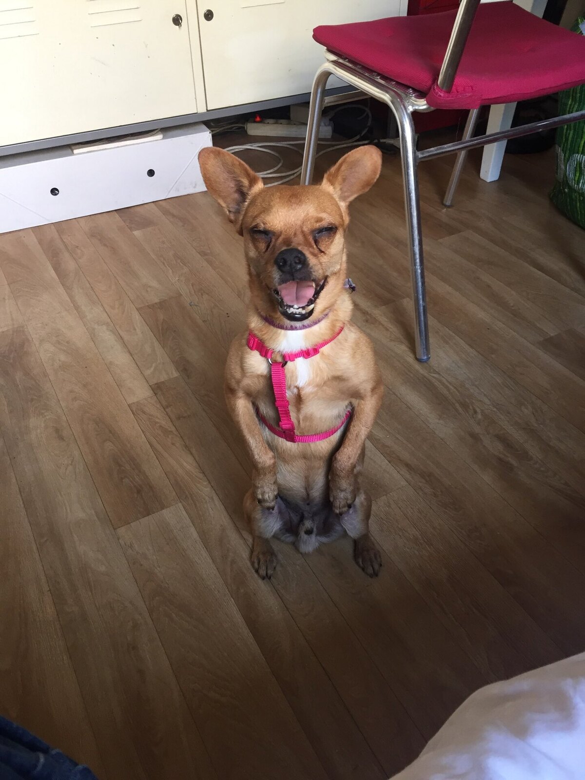 Adoption Snickers 