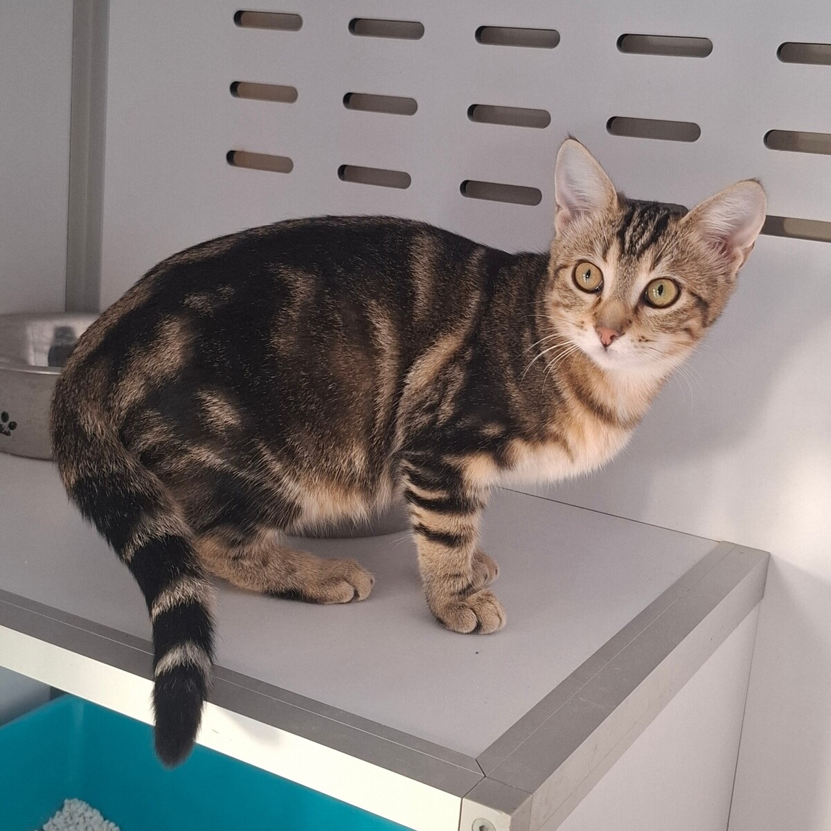 Adoption Brak