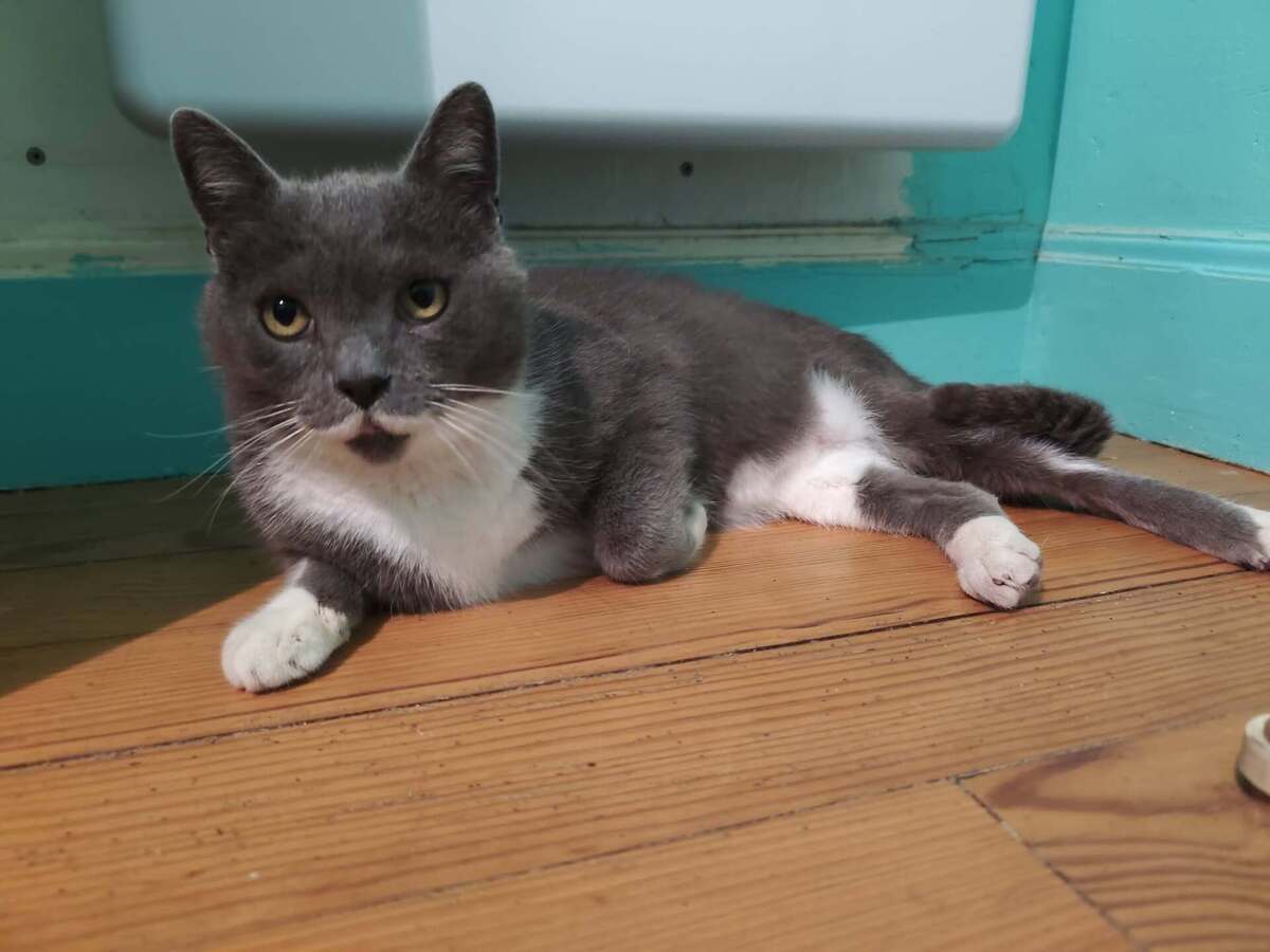 Adoption Balthazar 