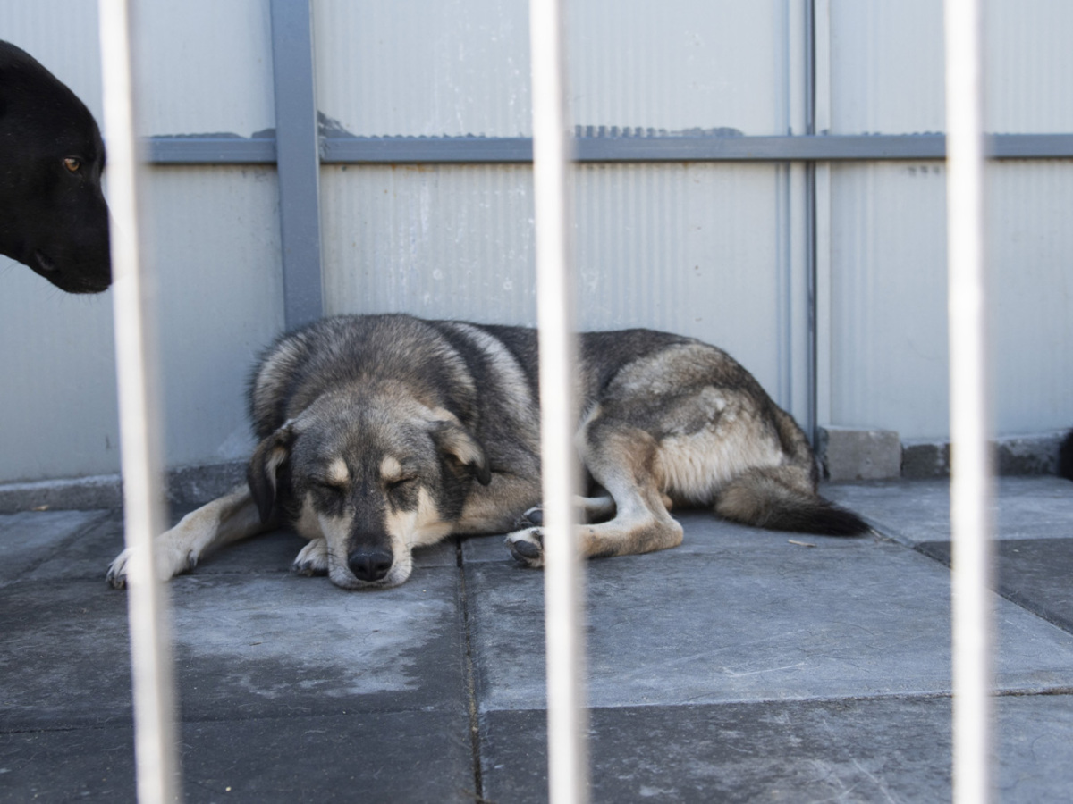 Adoption Falco