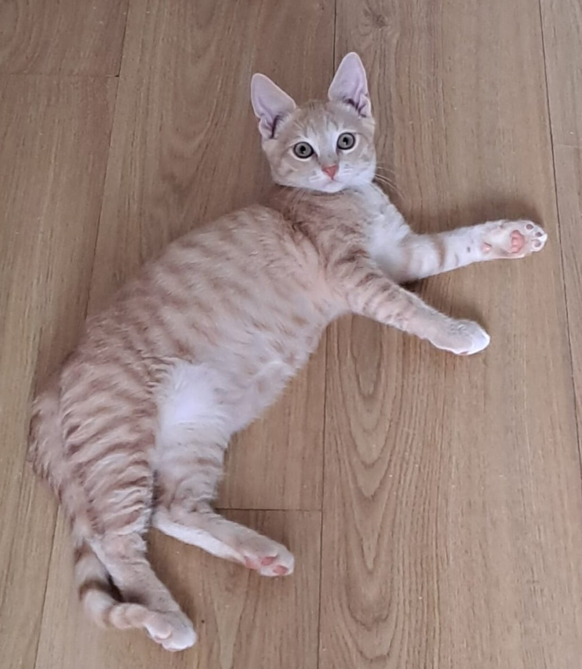 Adoption Aïko