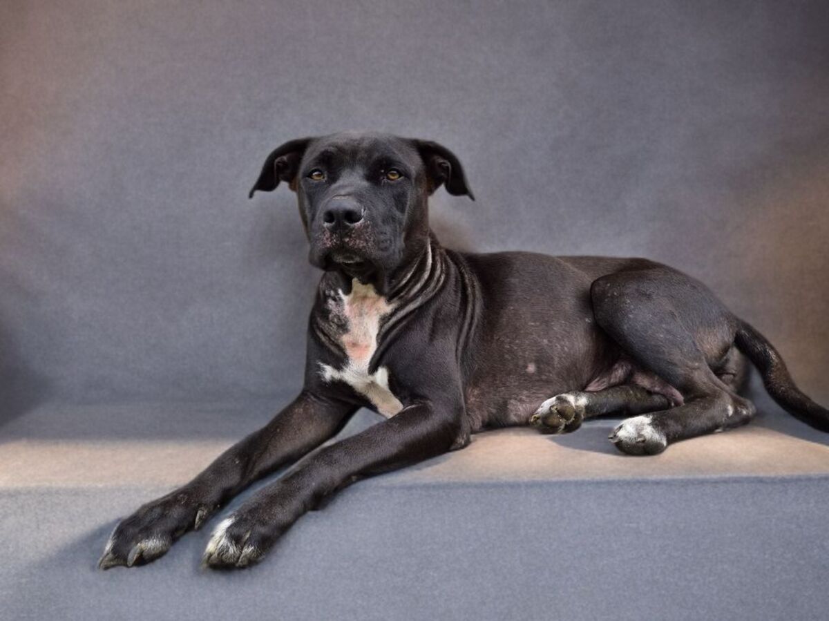 Adoption Saphira