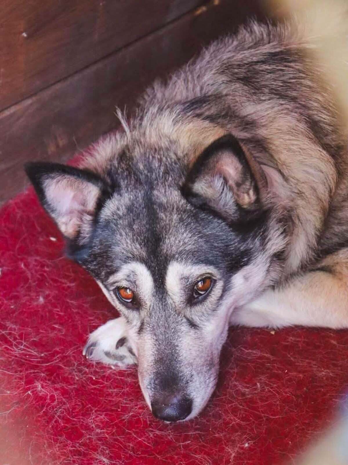 Adoption Amie