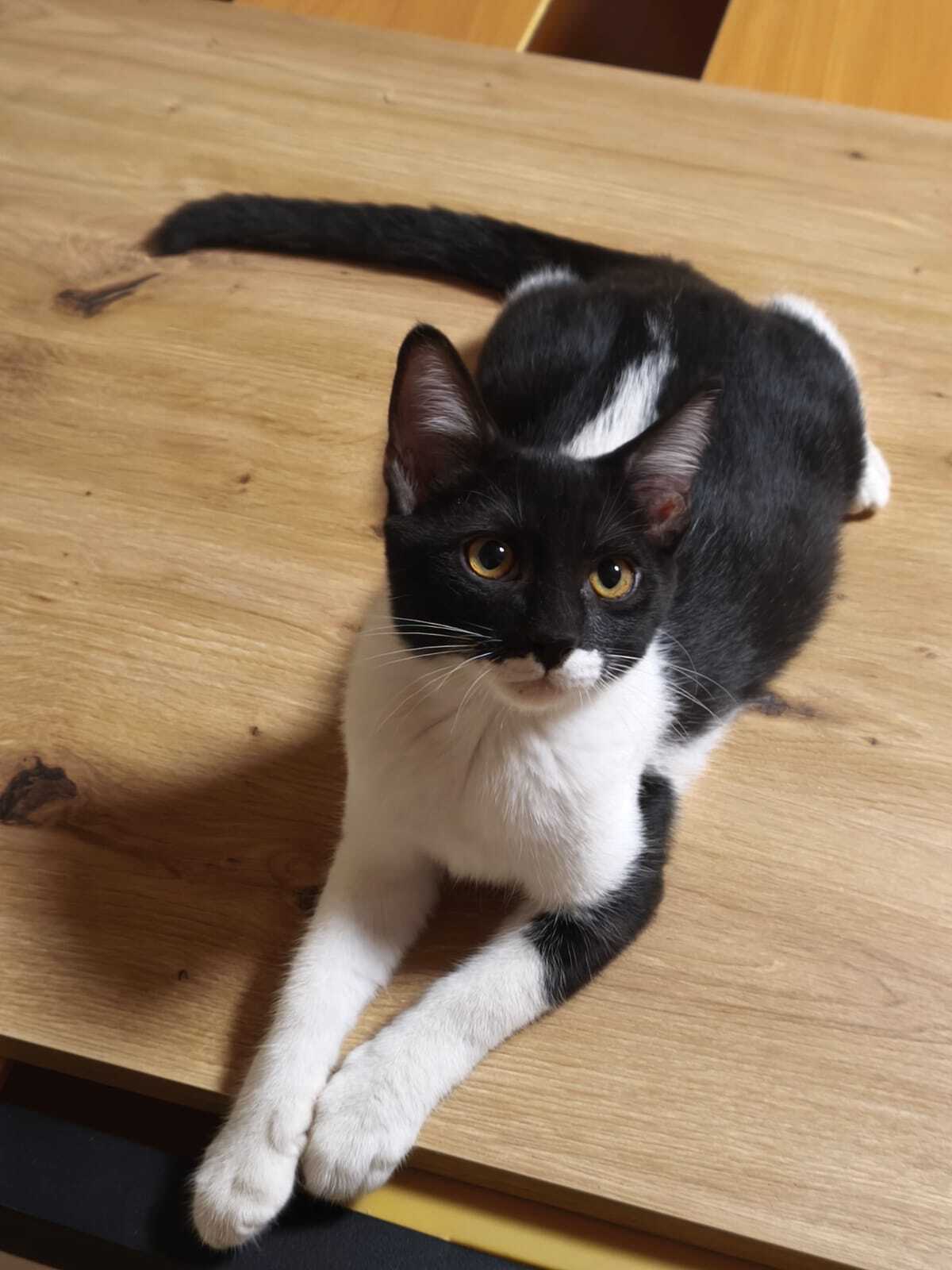 Adoption Gero