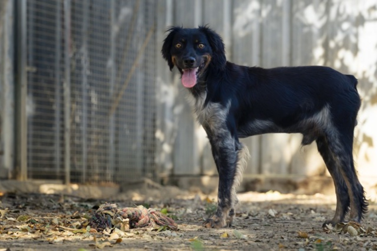 Adoption Aïko